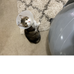 Diva the cute