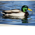 Duck go quack and that’s a fact