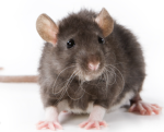 Friends rats group