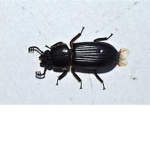 ###### BEETLES