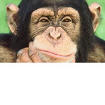 Random Chimp Event Survivors of Roblox