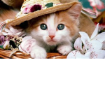 #Kitties forever
