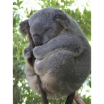 My koala cloob