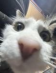 Cucumbermoles