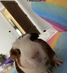 CUTE GUINEA PIG GROUP WITH LOVEEEEEE