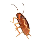 Roach Familia