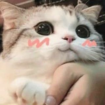 uwu xd owo