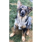 Wolves and dogs