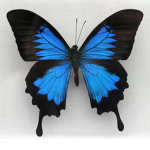 the blue butterflies of god