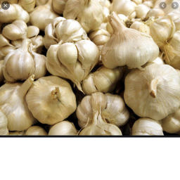 free garlic