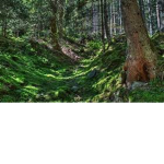 The Phrog Swamp