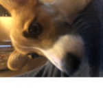 Corgi yes