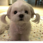 Doggieessss