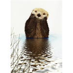 Roblox Otter Nation