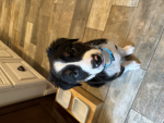 Jax the doggie