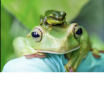 Unicorns frog group