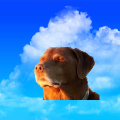 I'm Cooked Dog Meme Background