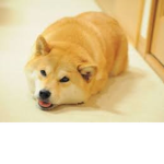 Doge_masterzz group