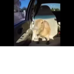 Capybara Raiders