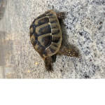 tiny the tortoise