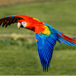 Parrot_Games