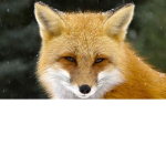 loyal foxey squad