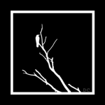 | Dark Crows |
