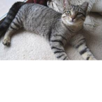 ### the cat