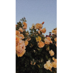 Teddy friends• i hope you join my group follow me”