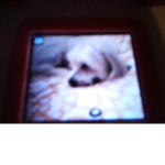 Foxy le chien