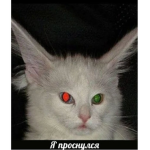 Mėøw Årmÿ - Dårk Šįde