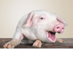 AHHHH I NEED SOME BACON
