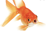 .Fish republic.
