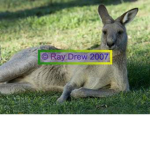 kanga group