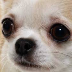 chihuahua group <3