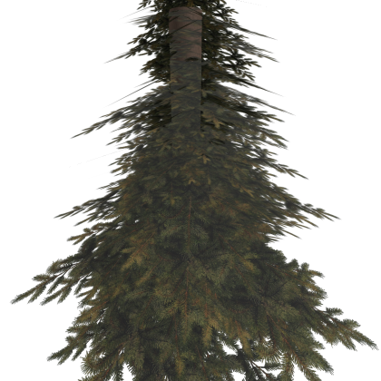 Pine Tree