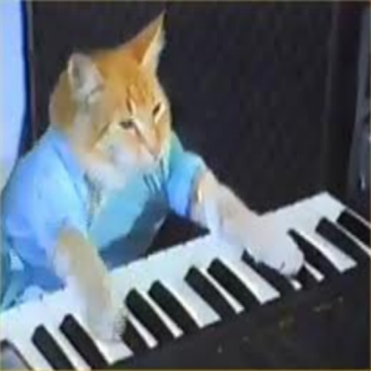 keyboard cat Roblox decal