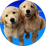 DAD'S OFFICE (with puppies!)