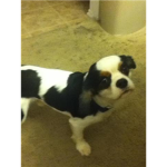 SCOUT!
