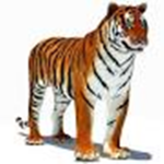 Tiger Designs Group