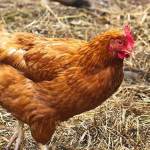 Tribal Chickens