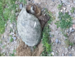 Turtle man boi