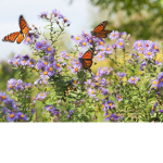 ~The Butterfly Garden~