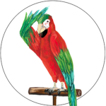 Knights of parrots