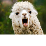 The Alpaca Potatoes