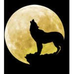 • Team Wolfie •