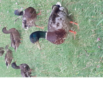 •Passion Canard•