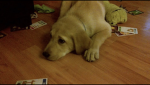Casey My Doggy