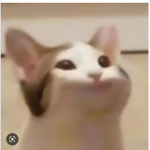 Pop cat land clan we fight