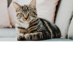 cat team naja XDDDDD